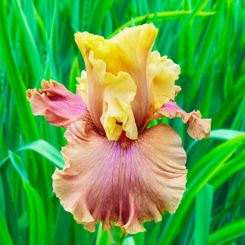 Glamazon Bearded Iris