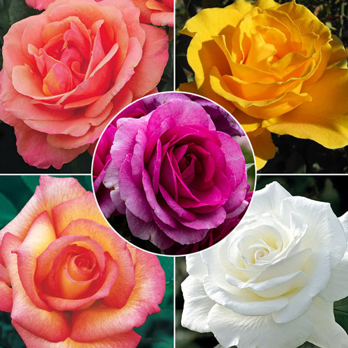 Fragrant Rose Garden Collections | Brecks Premium Bulbs