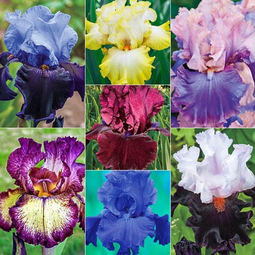 Rainbow Iris Collection