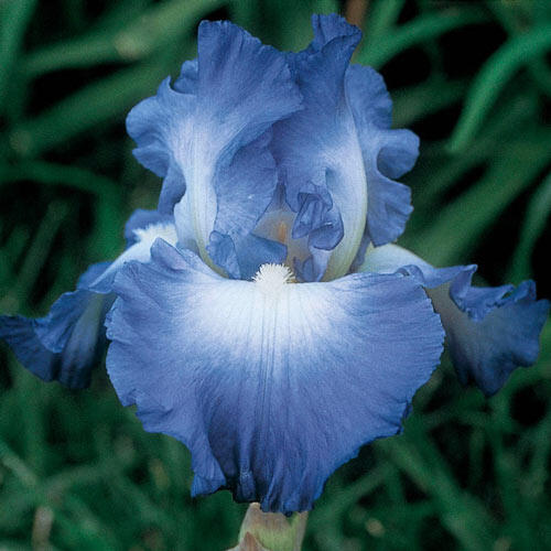 Breck's Forever Blue Dwarf Reblooming Bearded Iris Bare Root Perennial  (1-Pack) 78531 - The Home Depot
