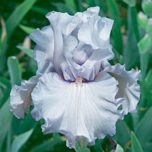 Silverado Bearded Iris