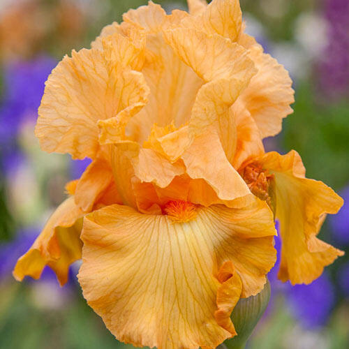 Mango Passion Bearded Iris