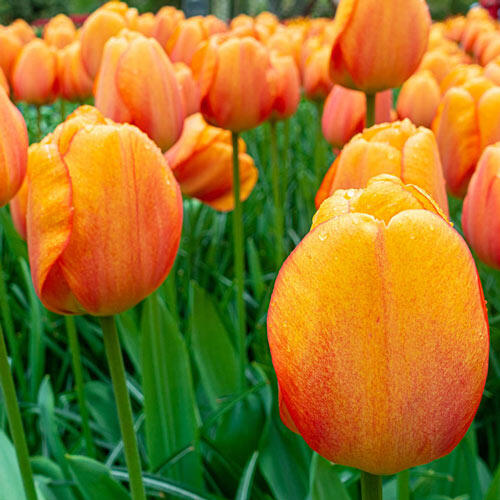 Blushing Apeldoorn Tulip