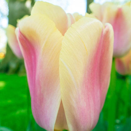 Bronze Pride Tulip