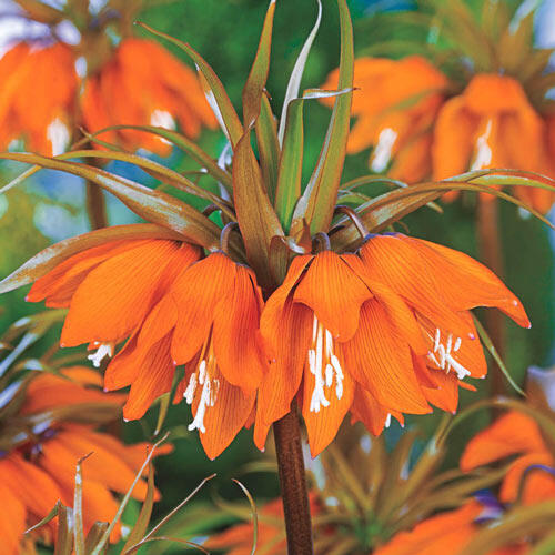 Sunset Crown Imperial