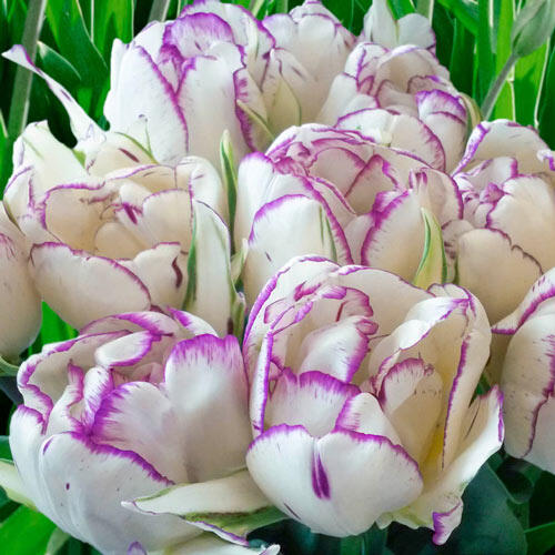 Shirley Double Tulip