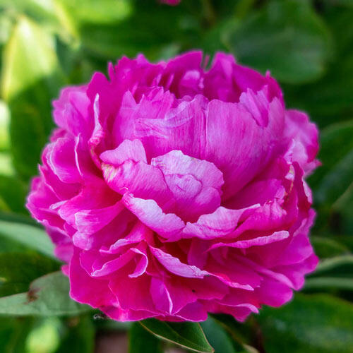 Riches & Fame Peony