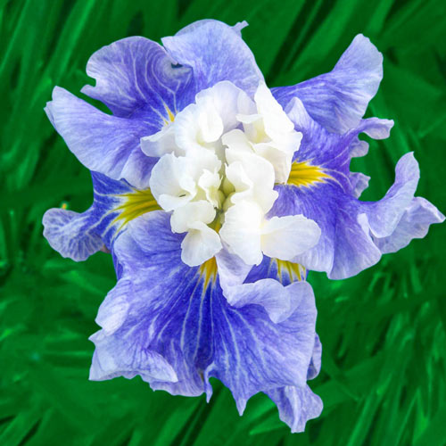 Sugar Dome Japanese Iris