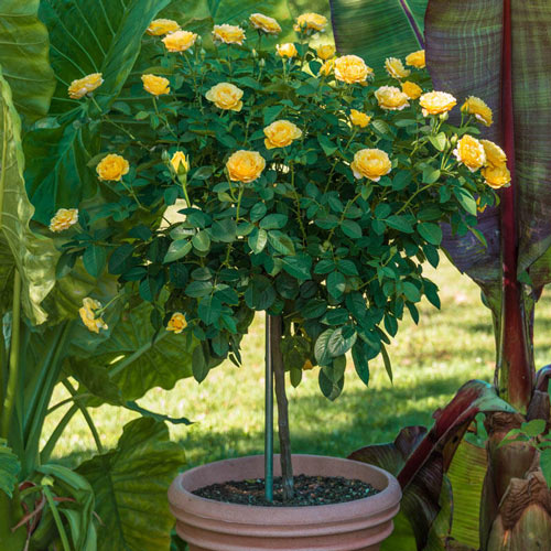 Julia Child 24" Patio Tree Rose