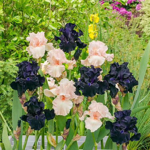 Sweet & Mysterious Bearded Iris Mixture