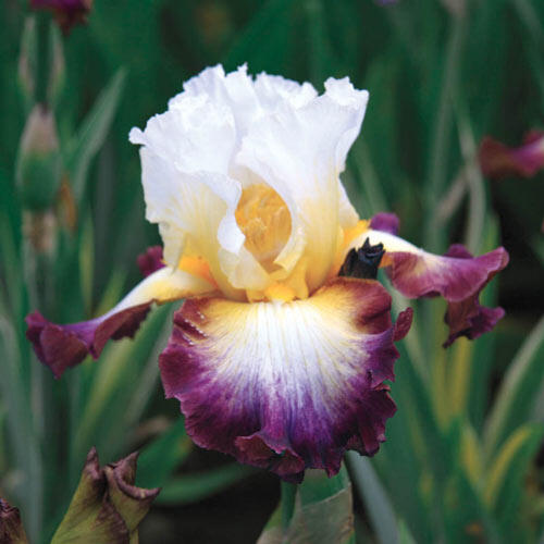 Starglow Bearded Iris