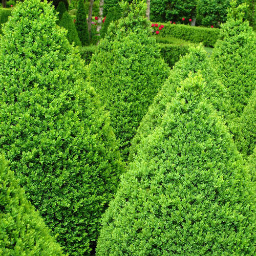 Boxwood Green Mountain Hedge