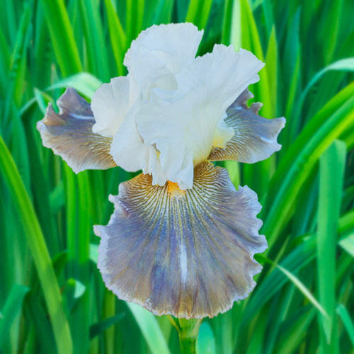 Ciel Gris Sur Poilly Bearded Iris