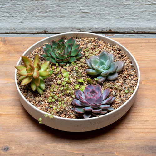 Perfect Planter Succulent Collection