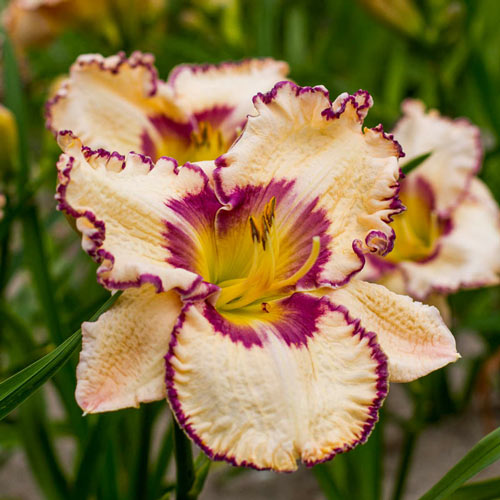 Antique Linen Reblooming Daylily