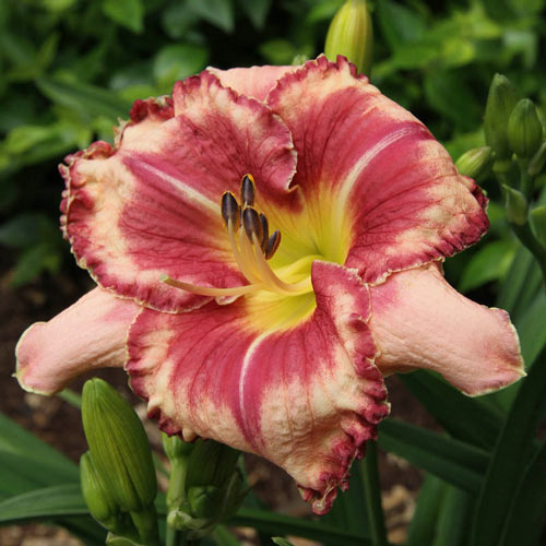 Outstanding Reblooming Daylily