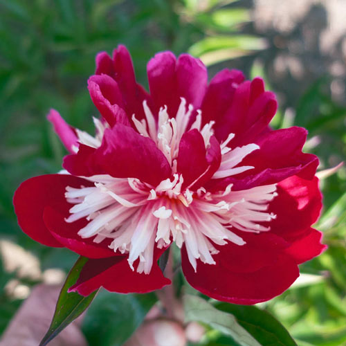 peony top hat