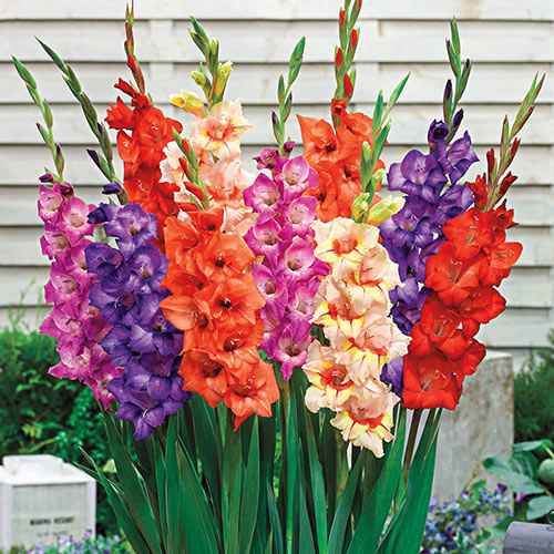 Gladiolus Bush Flower Stems - Set of 5