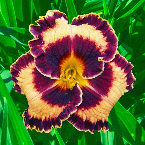 Griffin Miller Daylily