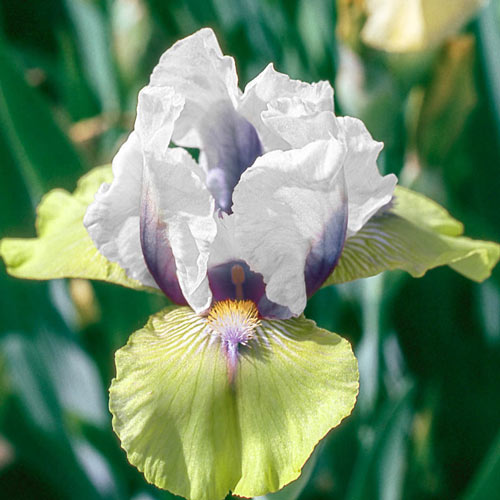 2 Bearded Iris Bulbs Plants Perennial Resistant Reblooming Flower Twice a Year 