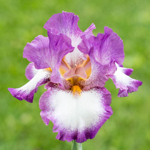 Footloose Bearded Iris