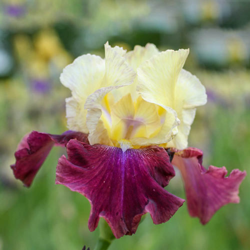Summer Fiesta Bearded Iris