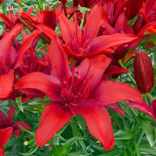 Red Twin Asiatic Lily