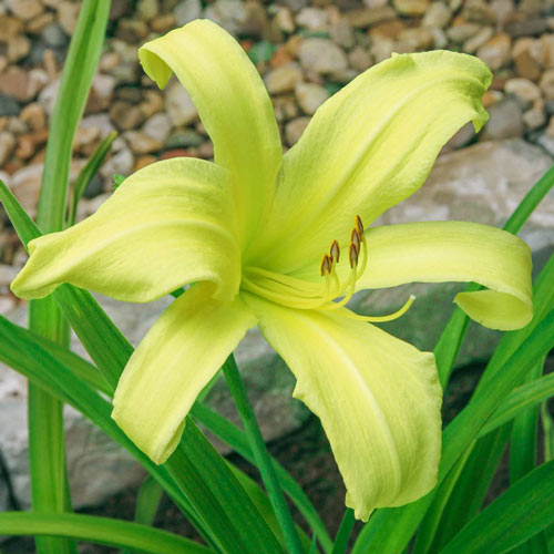 Green Arrow Reblooming Spider Daylily