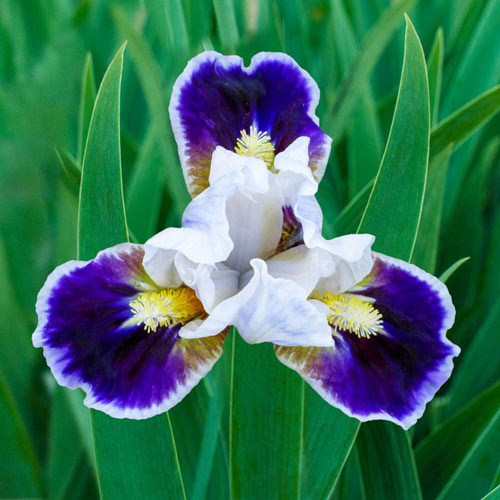 Bitty Beauty Dwarf Bearded Iris