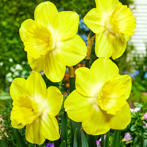 Fellows Favorite Daffodil