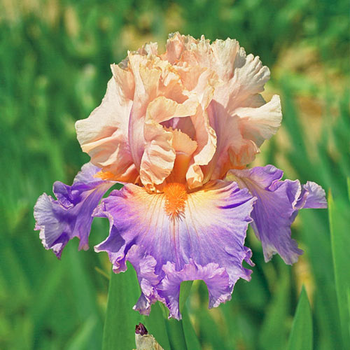 Discovered Treasure Bearded Iris