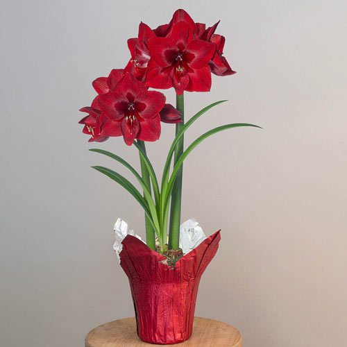Jumbo Red Reality Amaryllis Single in Foil Wrapped Pot
