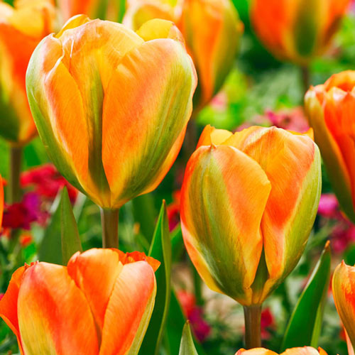 Orange Marmelade Tulip