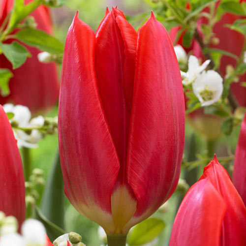 Red Purissima Tulip