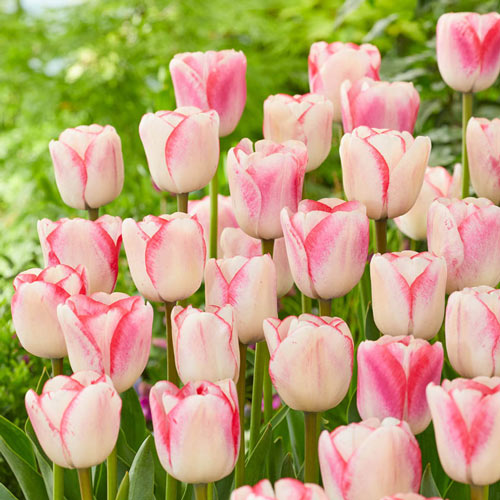 Peppermint Candy Tulip