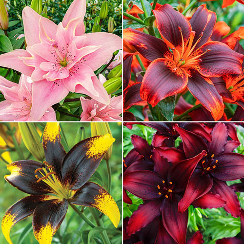 Favourite Lily Collection