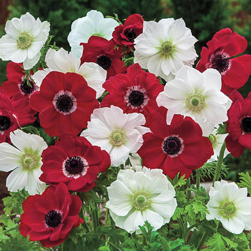Red And White Poppy Anemone Duet™