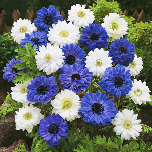 Double Daisy Anemone Blue and White Mixture
