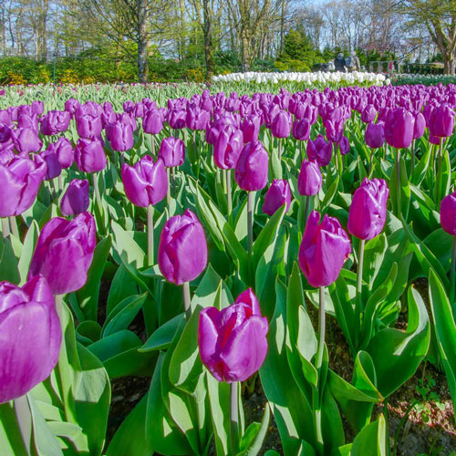 Purple Prince Tulip
