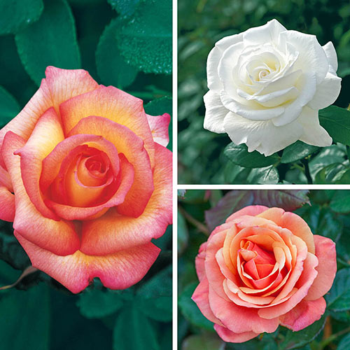 Fragrant Rose Garden Collection - 3 plants