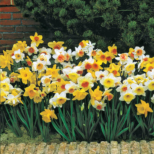 Daffodil Bulbs for Naturalizing Mixed Daffodils Breck's