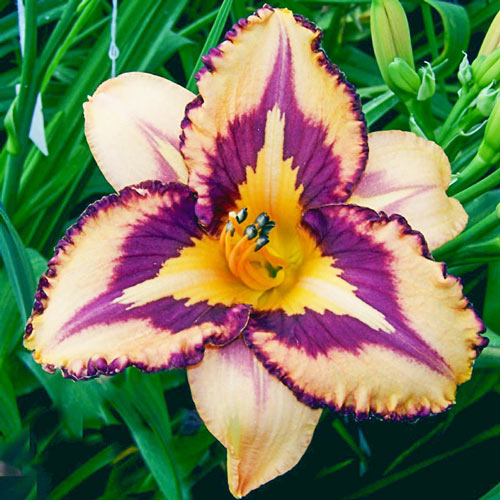 Looney Tunes Reblooming Daylily