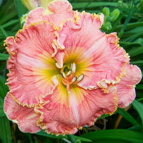 Blossom Hill Reblooming Daylily