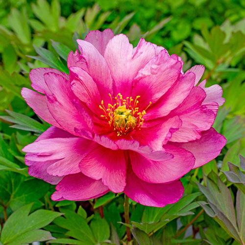 Double Pink Dandy Itoh Peony