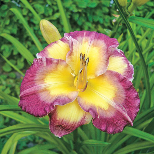 Cheese and Wine Reblooming Daylily