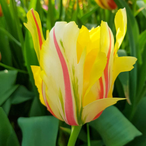 Frejus Tulip