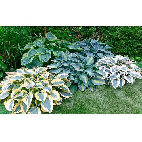 Cool Blue Hosta Collection