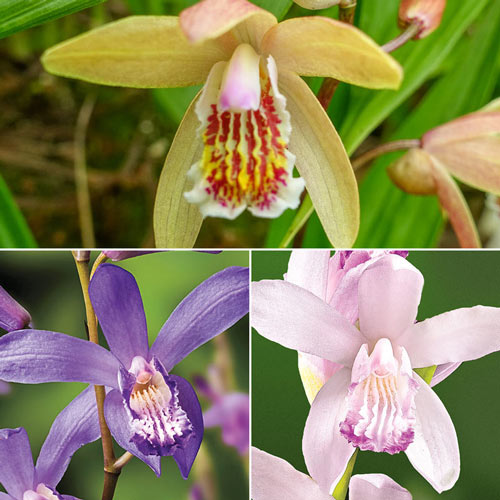 Chinese Ground Orchid Collection