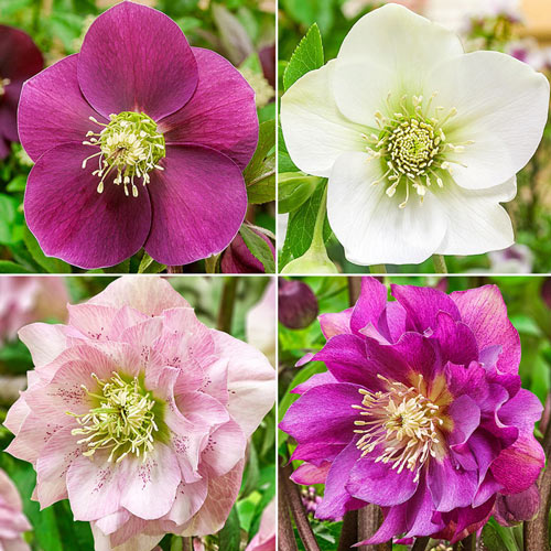 Ultimate Wow! Hellebore Collection