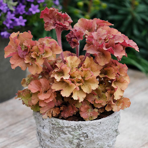 Frilly® Coral Bells 